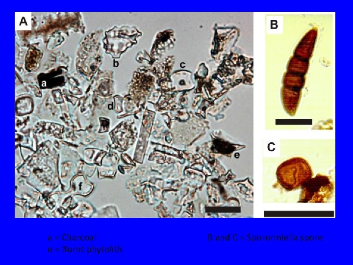a = Charcoal e = Burnt phytolith B and C = Sporormiella spore a = Charcoal e = Burnt phytolith B and C = Sporormiella spore