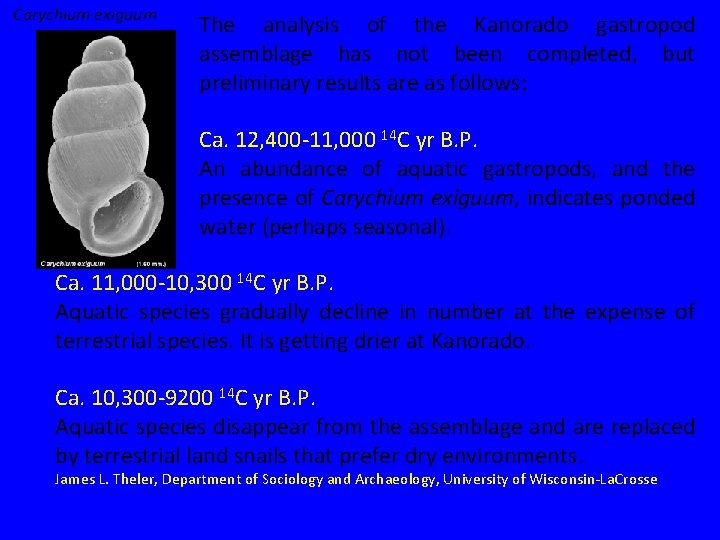 Carychium exiguum The analysis of the Kanorado gastropod assemblage has not been completed, but Carychium exiguum The analysis of the Kanorado gastropod assemblage has not been completed, but