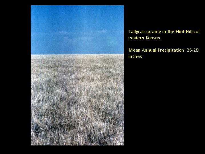 Tallgrass prairie in the Flint Hills of eastern Kansas Mean Annual Precipitation: 26 -28 Tallgrass prairie in the Flint Hills of eastern Kansas Mean Annual Precipitation: 26 -28