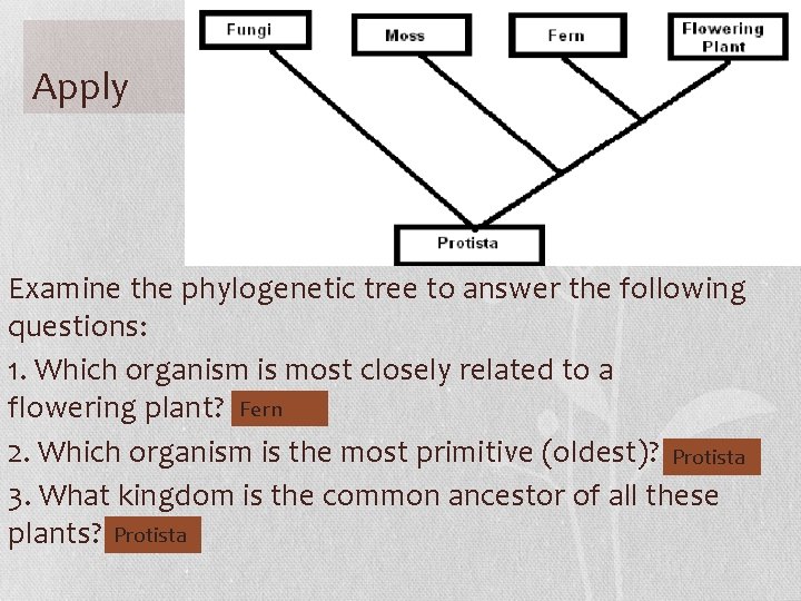 Apply Examine the phylogenetic tree to answer the following questions: 1. Which organism is