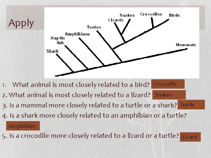 Apply 1. What animal is most closely related to a bird? Crocodile 2. What