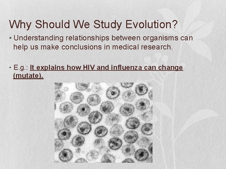 Why Should We Study Evolution? • Understanding relationships between organisms can help us make