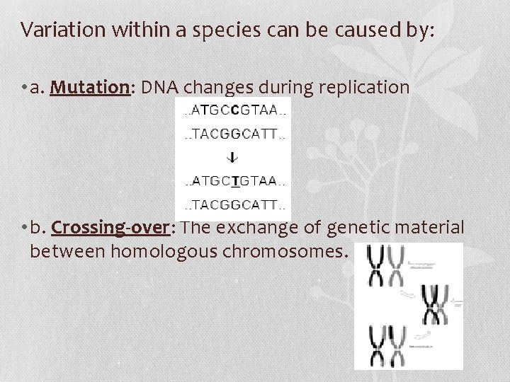 Variation within a species can be caused by: • a. Mutation: DNA changes during