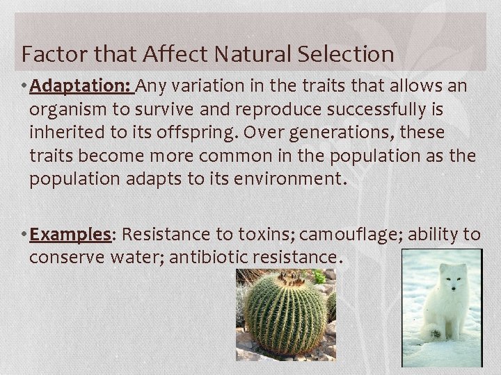 Factor that Affect Natural Selection • Adaptation: Any variation in the traits that allows