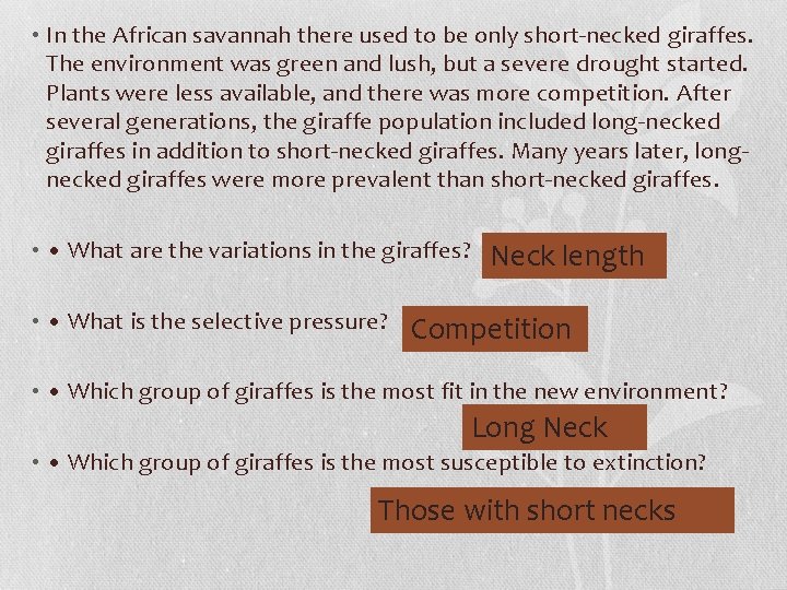  • In the African savannah there used to be only short-necked giraffes. The