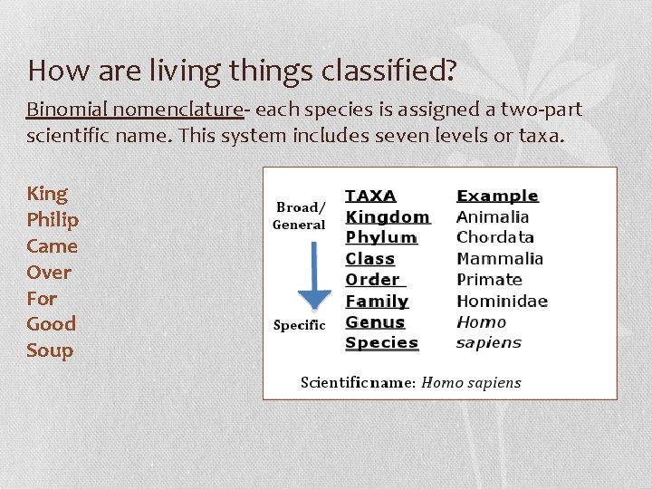 How are living things classified? Binomial nomenclature- each species is assigned a two-part scientific