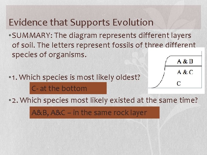Evidence that Supports Evolution • SUMMARY: The diagram represents different layers of soil. The