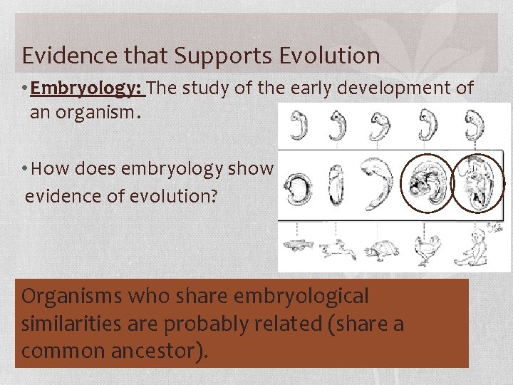 Evidence that Supports Evolution • Embryology: The study of the early development of an