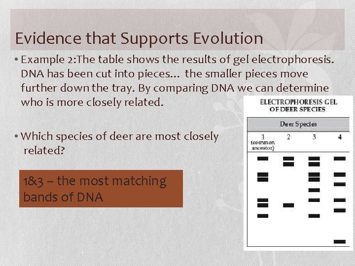 Evidence that Supports Evolution • Example 2: The table shows the results of gel
