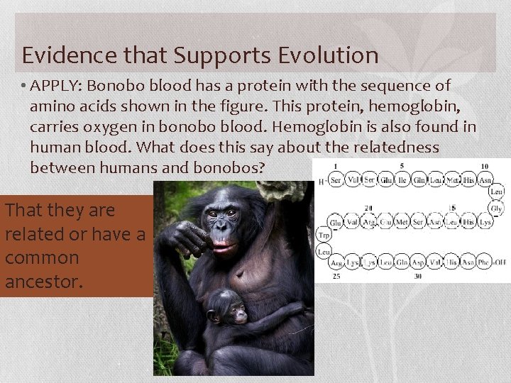 Evidence that Supports Evolution • APPLY: Bonobo blood has a protein with the sequence