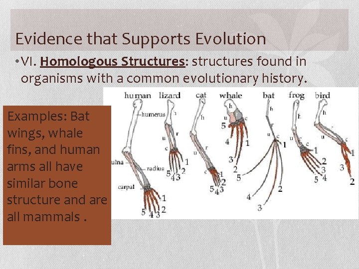 Evidence that Supports Evolution • VI. Homologous Structures: structures found in organisms with a