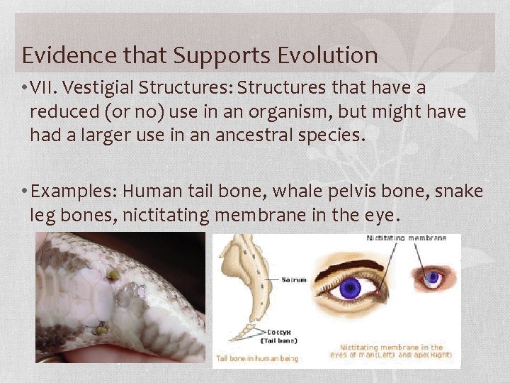 Evidence that Supports Evolution • VII. Vestigial Structures: Structures that have a reduced (or