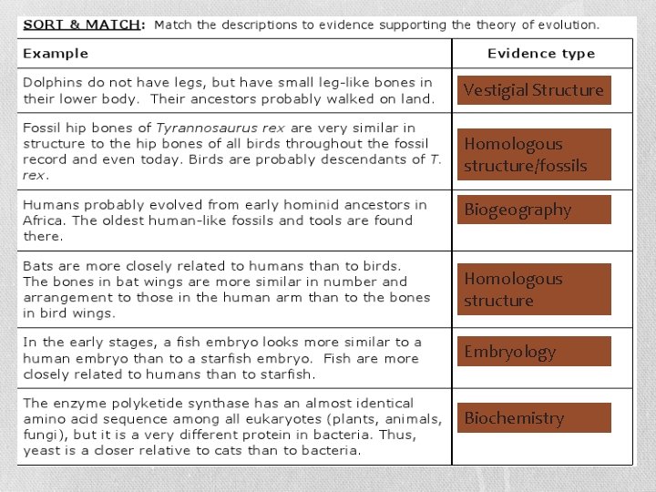 Vestigial Structure Homologous structure/fossils Biogeography Homologous structure Embryology Biochemistry 