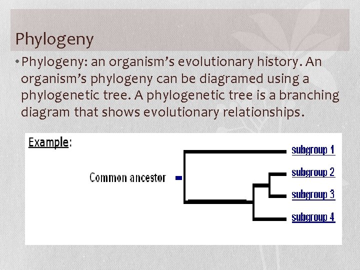 Phylogeny • Phylogeny: an organism’s evolutionary history. An organism’s phylogeny can be diagramed using