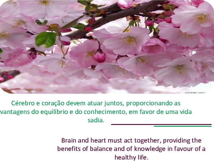 Cérebro e coração devem atuar juntos, proporcionando as vantagens do equilíbrio e do conhecimento,