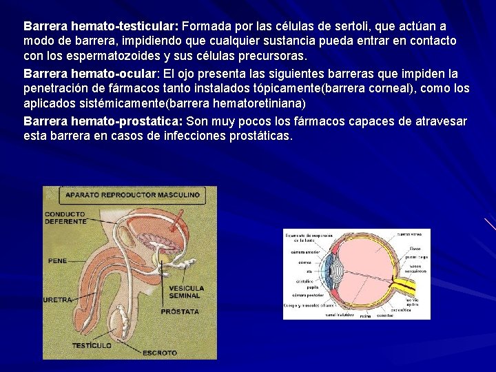 Barrera hemato-testicular: Formada por las células de sertoli, que actúan a Barrera hemato-testicular: modo