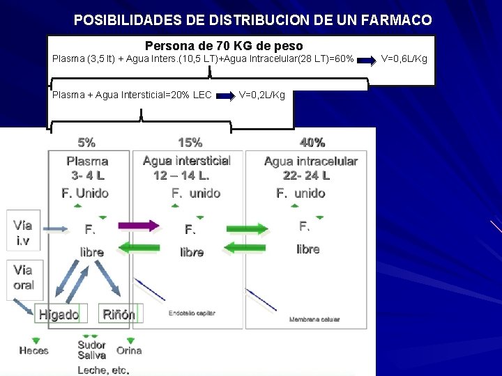 POSIBILIDADES DE DISTRIBUCION DE UN FARMACO Persona de 70 KG de peso Plasma (3,