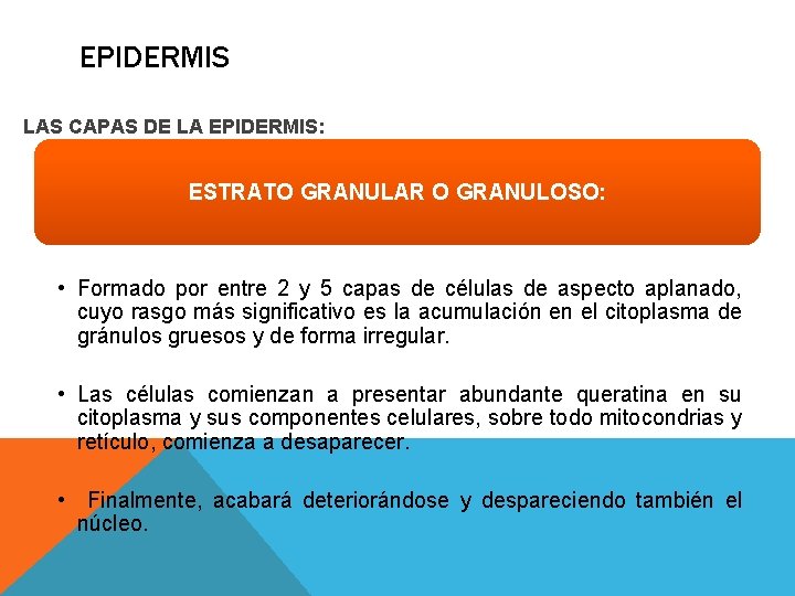 EPIDERMIS LAS CAPAS DE LA EPIDERMIS: ESTRATO GRANULAR O GRANULOSO: • Formado por entre EPIDERMIS LAS CAPAS DE LA EPIDERMIS: ESTRATO GRANULAR O GRANULOSO: • Formado por entre