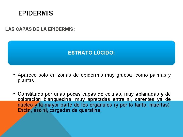 EPIDERMIS LAS CAPAS DE LA EPIDERMIS: ESTRATO LÚCIDO: • Aparece solo en zonas de EPIDERMIS LAS CAPAS DE LA EPIDERMIS: ESTRATO LÚCIDO: • Aparece solo en zonas de