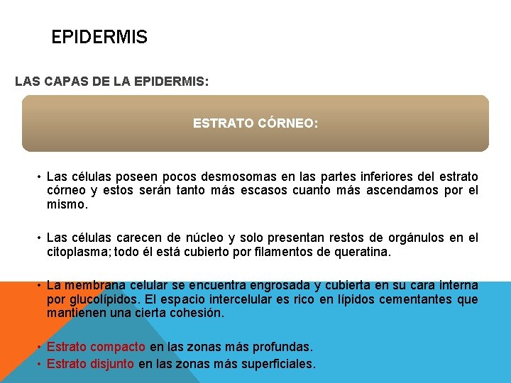EPIDERMIS LAS CAPAS DE LA EPIDERMIS: ESTRATO CÓRNEO: • Las células poseen pocos desmosomas EPIDERMIS LAS CAPAS DE LA EPIDERMIS: ESTRATO CÓRNEO: • Las células poseen pocos desmosomas
