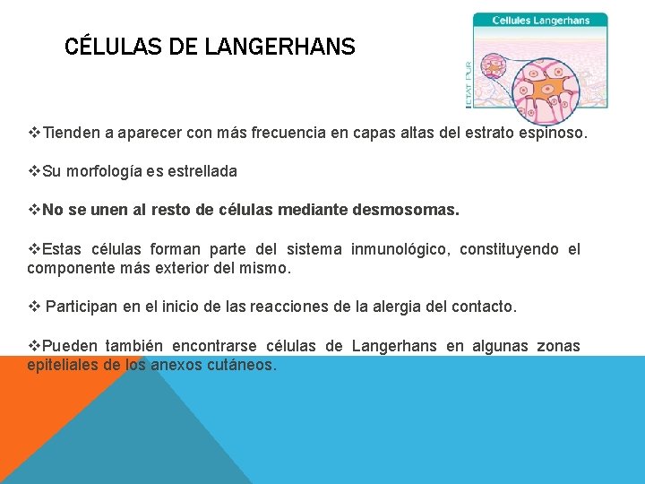 CÉLULAS DE LANGERHANS v. Tienden a aparecer con más frecuencia en capas altas del CÉLULAS DE LANGERHANS v. Tienden a aparecer con más frecuencia en capas altas del