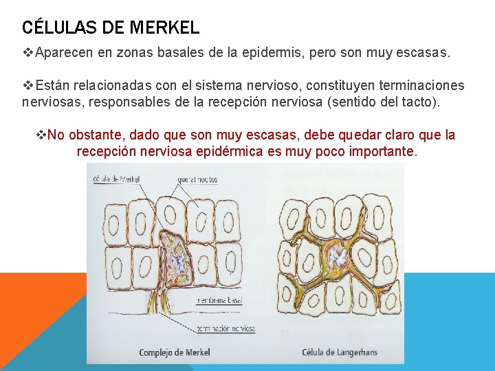 CÉLULAS DE MERKEL v. Aparecen en zonas basales de la epidermis, pero son muy CÉLULAS DE MERKEL v. Aparecen en zonas basales de la epidermis, pero son muy