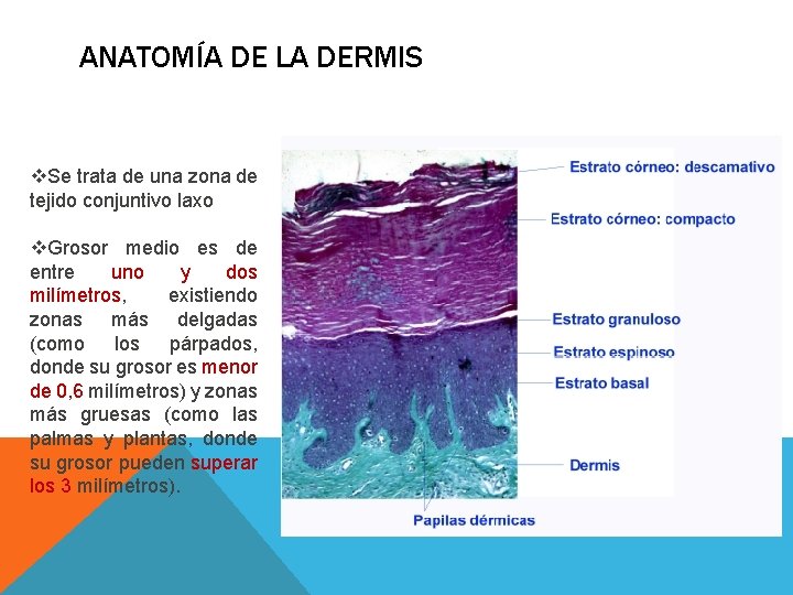 ANATOMÍA DE LA DERMIS v. Se trata de una zona de tejido conjuntivo laxo ANATOMÍA DE LA DERMIS v. Se trata de una zona de tejido conjuntivo laxo