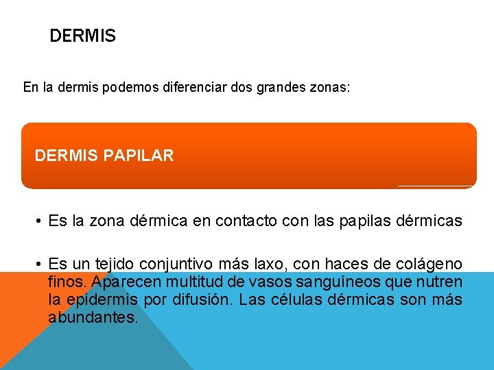 DERMIS En la dermis podemos diferenciar dos grandes zonas: DERMIS PAPILAR • Es la DERMIS En la dermis podemos diferenciar dos grandes zonas: DERMIS PAPILAR • Es la