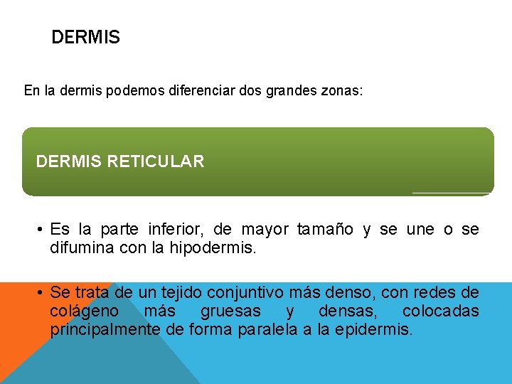 DERMIS En la dermis podemos diferenciar dos grandes zonas: DERMIS RETICULAR • Es la DERMIS En la dermis podemos diferenciar dos grandes zonas: DERMIS RETICULAR • Es la