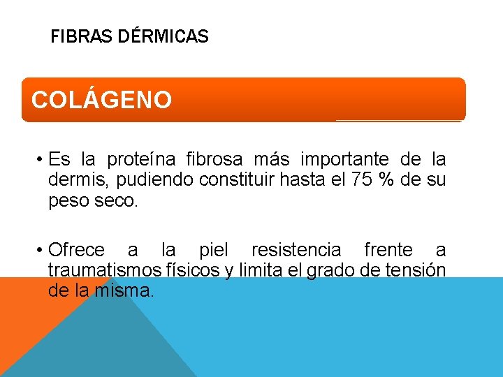 FIBRAS DÉRMICAS COLÁGENO • Es la proteína fibrosa más importante de la dermis, pudiendo FIBRAS DÉRMICAS COLÁGENO • Es la proteína fibrosa más importante de la dermis, pudiendo
