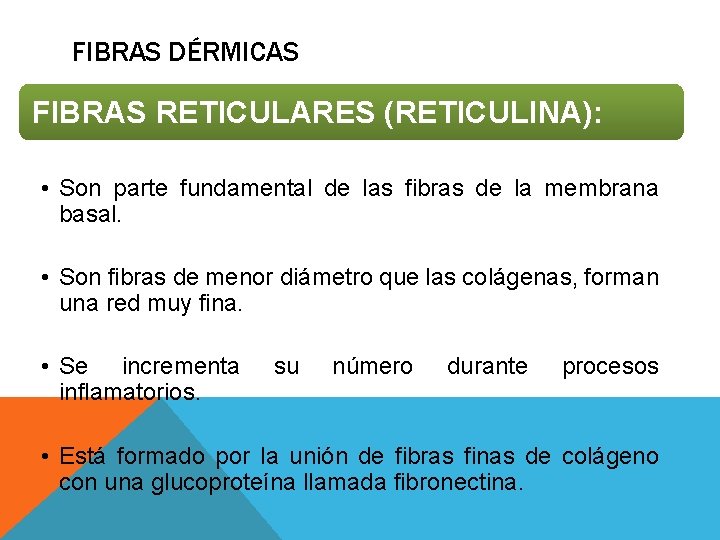 FIBRAS DÉRMICAS FIBRAS RETICULARES (RETICULINA): • Son parte fundamental de las fibras de la FIBRAS DÉRMICAS FIBRAS RETICULARES (RETICULINA): • Son parte fundamental de las fibras de la