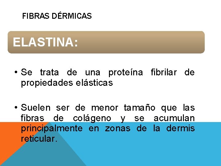 FIBRAS DÉRMICAS ELASTINA: • Se trata de una proteína fibrilar de propiedades elásticas • FIBRAS DÉRMICAS ELASTINA: • Se trata de una proteína fibrilar de propiedades elásticas •