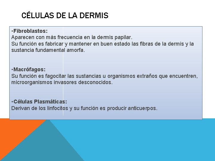CÉLULAS DE LA DERMIS • Fibroblastos: Aparecen con más frecuencia en la dermis papilar. CÉLULAS DE LA DERMIS • Fibroblastos: Aparecen con más frecuencia en la dermis papilar.