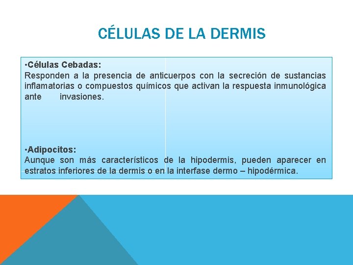 CÉLULAS DE LA DERMIS • Células Cebadas: Responden a la presencia de anticuerpos con CÉLULAS DE LA DERMIS • Células Cebadas: Responden a la presencia de anticuerpos con