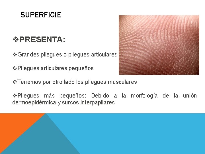 SUPERFICIE v. PRESENTA: v. Grandes pliegues o pliegues articulares v. Pliegues articulares pequeños v. SUPERFICIE v. PRESENTA: v. Grandes pliegues o pliegues articulares v. Pliegues articulares pequeños v.