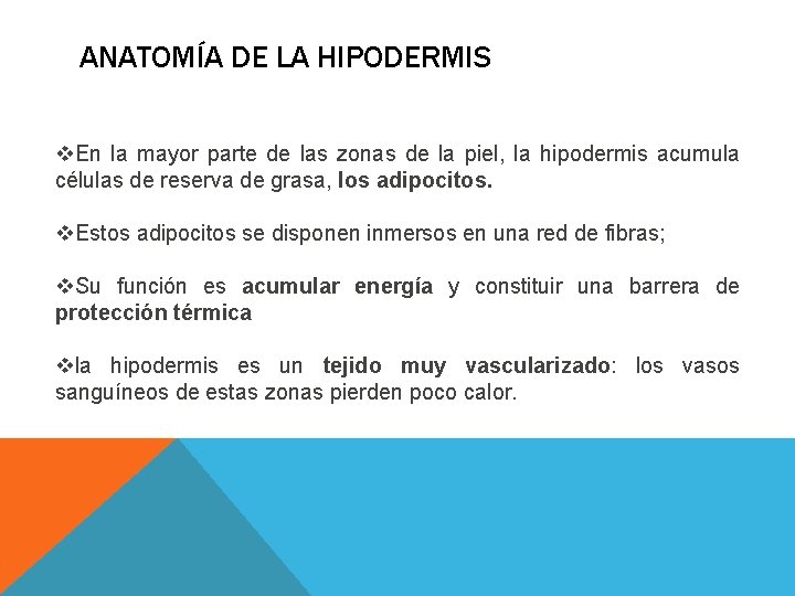 ANATOMÍA DE LA HIPODERMIS v. En la mayor parte de las zonas de la ANATOMÍA DE LA HIPODERMIS v. En la mayor parte de las zonas de la