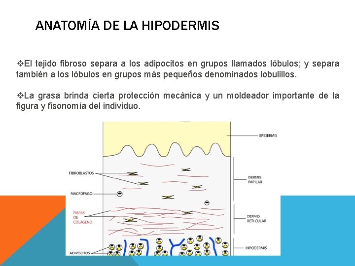 ANATOMÍA DE LA HIPODERMIS v. El tejido fibroso separa a los adipocitos en grupos ANATOMÍA DE LA HIPODERMIS v. El tejido fibroso separa a los adipocitos en grupos