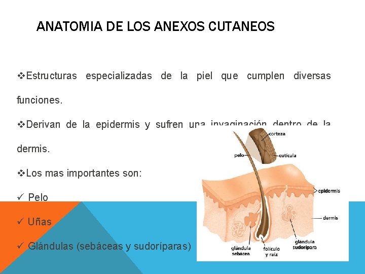 ANATOMIA DE LOS ANEXOS CUTANEOS v. Estructuras especializadas de la piel que cumplen diversas ANATOMIA DE LOS ANEXOS CUTANEOS v. Estructuras especializadas de la piel que cumplen diversas