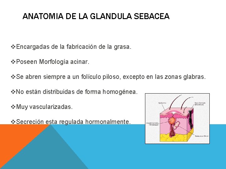 ANATOMIA DE LA GLANDULA SEBACEA v. Encargadas de la fabricación de la grasa. v. ANATOMIA DE LA GLANDULA SEBACEA v. Encargadas de la fabricación de la grasa. v.