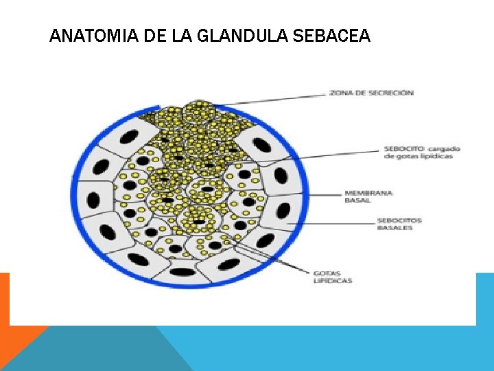 ANATOMIA DE LA GLANDULA SEBACEA ANATOMIA DE LA GLANDULA SEBACEA