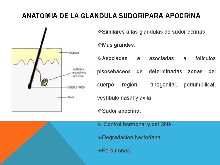 ANATOMIA DE LA GLANDULA SUDORIPARA APOCRINA v. Similares a las glándulas de sudor ecrinas. ANATOMIA DE LA GLANDULA SUDORIPARA APOCRINA v. Similares a las glándulas de sudor ecrinas.