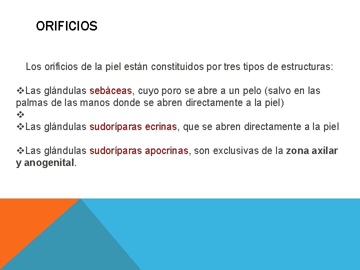 ORIFICIOS Los orificios de la piel están constituidos por tres tipos de estructuras: v. ORIFICIOS Los orificios de la piel están constituidos por tres tipos de estructuras: v.