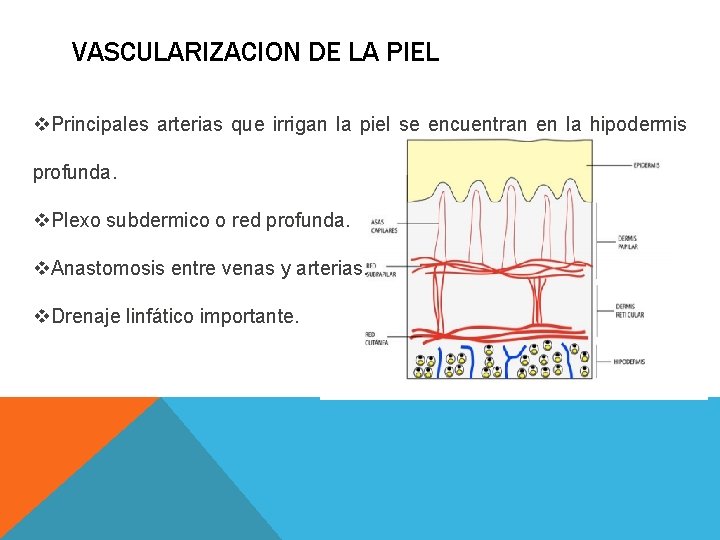 VASCULARIZACION DE LA PIEL v. Principales arterias que irrigan la piel se encuentran en VASCULARIZACION DE LA PIEL v. Principales arterias que irrigan la piel se encuentran en