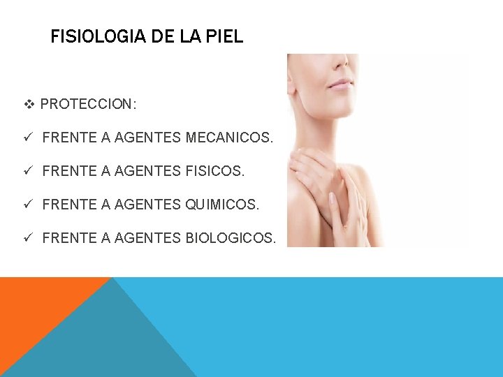 FISIOLOGIA DE LA PIEL v PROTECCION: ü FRENTE A AGENTES MECANICOS. ü FRENTE A FISIOLOGIA DE LA PIEL v PROTECCION: ü FRENTE A AGENTES MECANICOS. ü FRENTE A