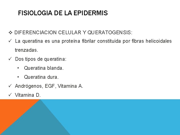 FISIOLOGIA DE LA EPIDERMIS v DIFERENCIACION CELULAR Y QUERATOGENSIS: ü La queratina es una FISIOLOGIA DE LA EPIDERMIS v DIFERENCIACION CELULAR Y QUERATOGENSIS: ü La queratina es una