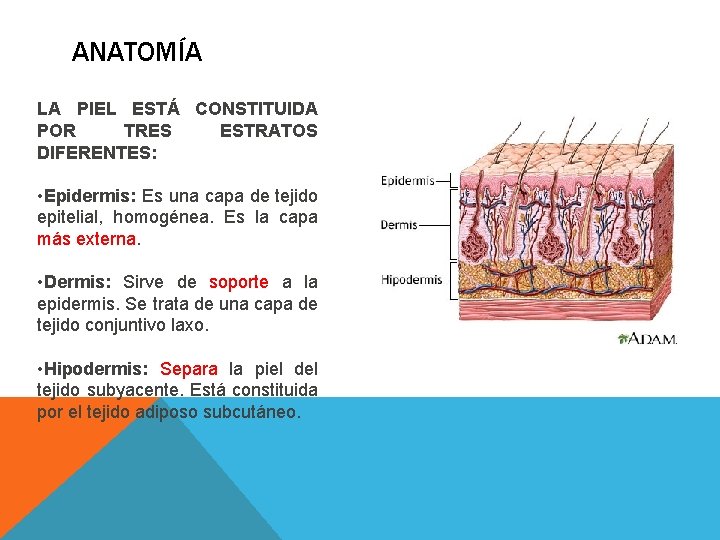 ANATOMÍA LA PIEL ESTÁ CONSTITUIDA POR TRES ESTRATOS DIFERENTES: • Epidermis: Es una capa ANATOMÍA LA PIEL ESTÁ CONSTITUIDA POR TRES ESTRATOS DIFERENTES: • Epidermis: Es una capa