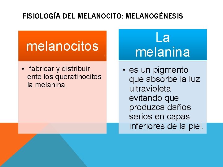 FISIOLOGÍA DEL MELANOCITO: MELANOGÉNESIS melanocitos • fabricar y distribuir ente los queratinocitos la melanina. FISIOLOGÍA DEL MELANOCITO: MELANOGÉNESIS melanocitos • fabricar y distribuir ente los queratinocitos la melanina.