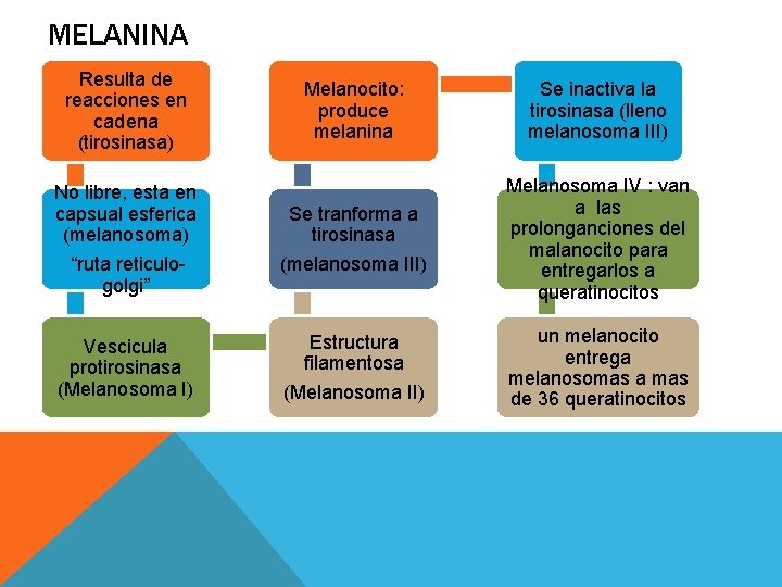 MELANINA Resulta de reacciones en cadena (tirosinasa) Melanocito: produce melanina Se inactiva la tirosinasa MELANINA Resulta de reacciones en cadena (tirosinasa) Melanocito: produce melanina Se inactiva la tirosinasa