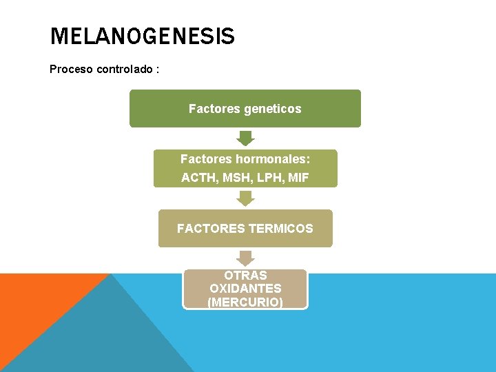 MELANOGENESIS Proceso controlado : Factores geneticos Factores hormonales: ACTH, MSH, LPH, MIF FACTORES TERMICOS MELANOGENESIS Proceso controlado : Factores geneticos Factores hormonales: ACTH, MSH, LPH, MIF FACTORES TERMICOS