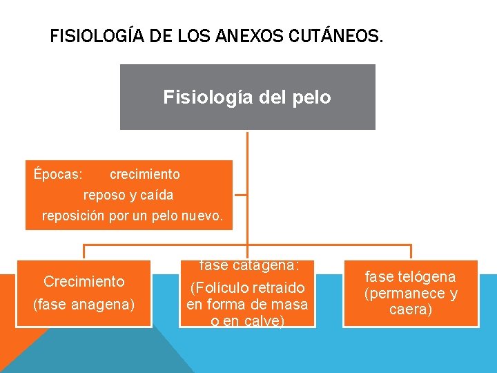 FISIOLOGÍA DE LOS ANEXOS CUTÁNEOS. Fisiología del pelo Épocas: crecimiento reposo y caída reposición FISIOLOGÍA DE LOS ANEXOS CUTÁNEOS. Fisiología del pelo Épocas: crecimiento reposo y caída reposición